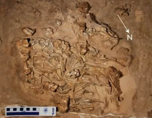 蒙古发现一窝15只恐龙宝宝化石