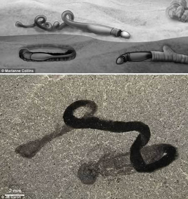 奇怪“龟头蠕虫”化石