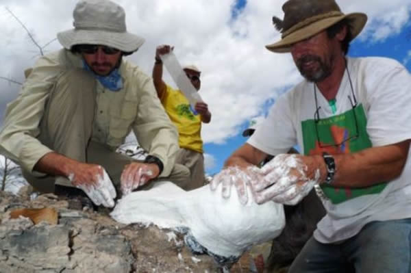 �����ƶ�����Ȼ��ʷ����ݵ�Ken Angielczyk��Iziko�Ϸǲ���ݵ�Roger Smith����Ϊһ��������ͷ�ǻ�ʯ��ģ���û�ʯ�������ޱ��ǣ����Ϊ����