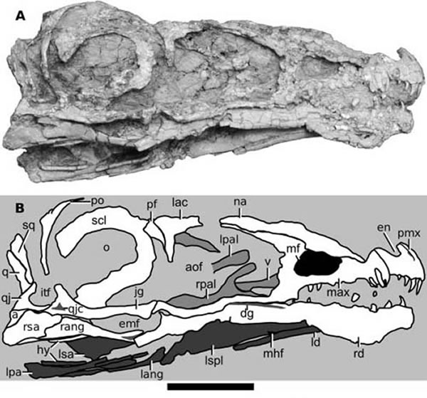 ϰͷǺǱ걾(IVPP V15709)ҲͼΪ1