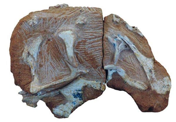 戈壁乌拉特龙(Wulatelong gobiensis gen. et sp. nov.)