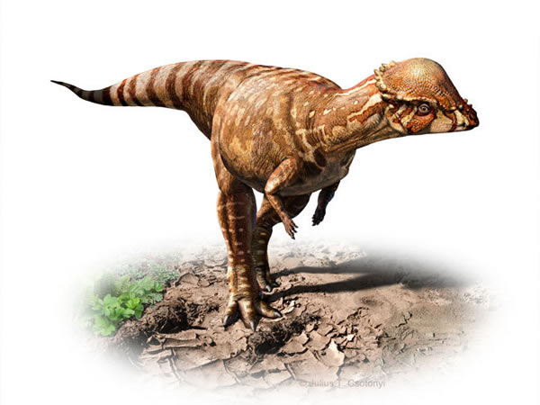 ���ϸ߶���