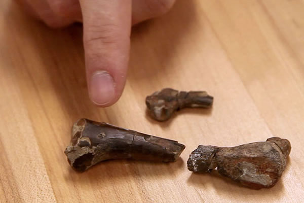 Զ��������С����Ϊʳ