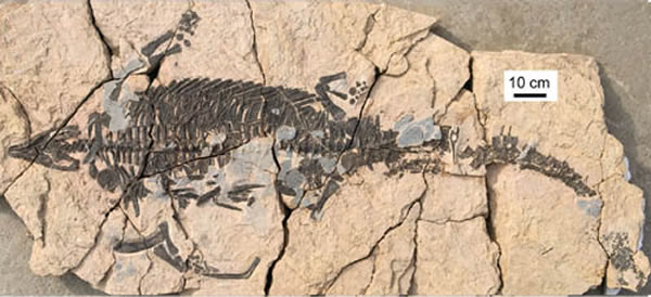 ��ͷ���걾��Largocephalosaurus qianensis sp. nov.(IVPP V 15638�������ͼ��