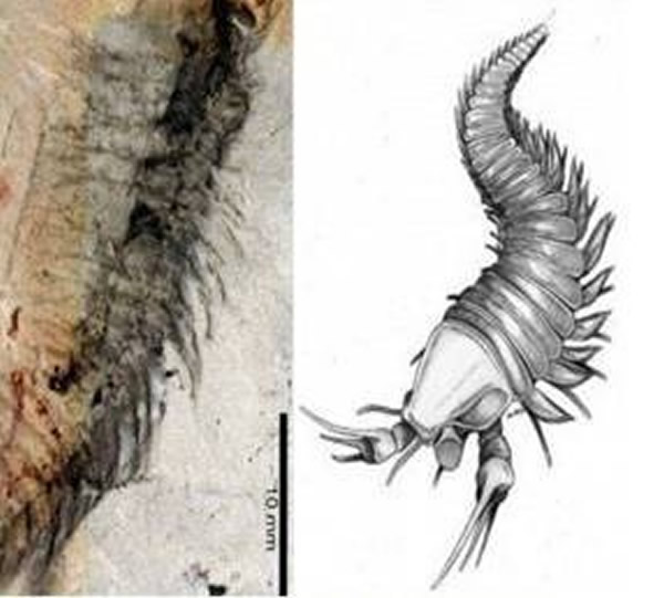 ���ֿ��ơ������֡��Ĺ����ﻯʯ