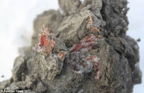 ����˹��������ǰ���������Һ̬ѪҺ��������ʬ��