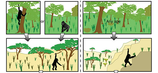 最新研究表明人类直立行走与崎岖地貌密切关联