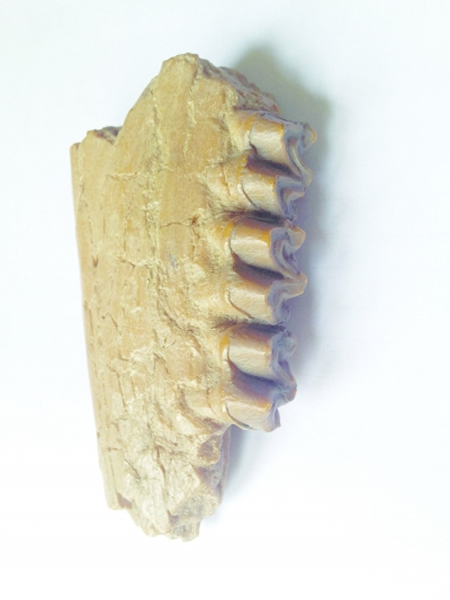 1200����ǰ�������������ݻ�ʯģ�;���������ɽ���չ�