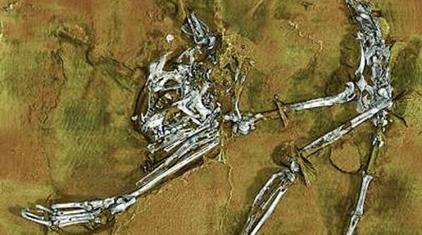 阿喀琉斯基猴(Archicebus achilles)化石