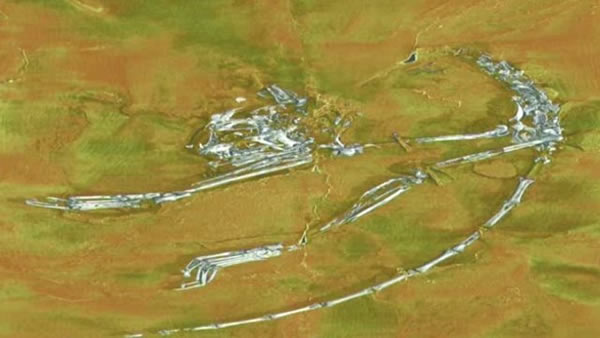 阿喀琉斯基猴(Archicebus achilles)化石