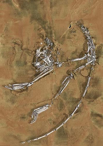 ������˹���ﻯʯ�Ǽܣ���ϲ����ͼ��