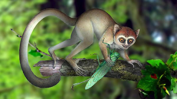 ������˹���Archicebus achilles����ԭͼ