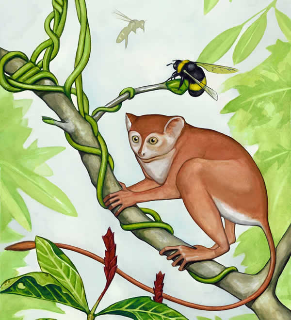 ������˹���Archicebus achilles����ԭͼ