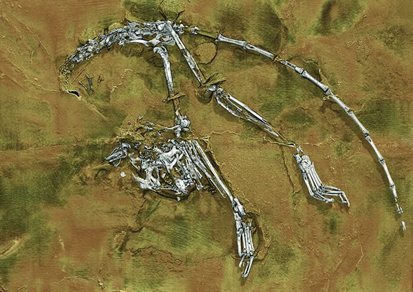 ������˹���Archicebus achilles����ʯ