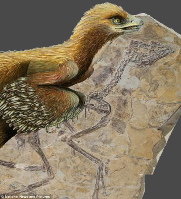 �·��ֵķ��п�����Aurornis xui��