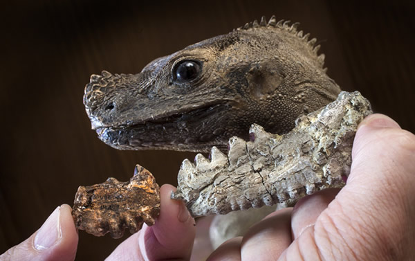 �����ж����Barbaturex morrisoni