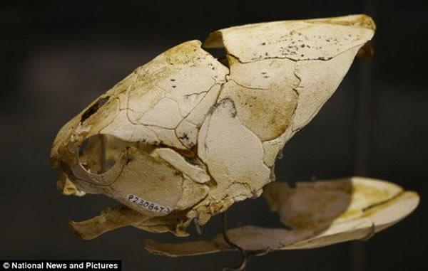 瑞典科学家在澳大利亚西北部发现3.8亿年前盾皮鱼化石,令他们吃惊的是化石中竟然保存着罕见的软组织样本,显示盾皮鱼具有强壮的颈部和腹肌