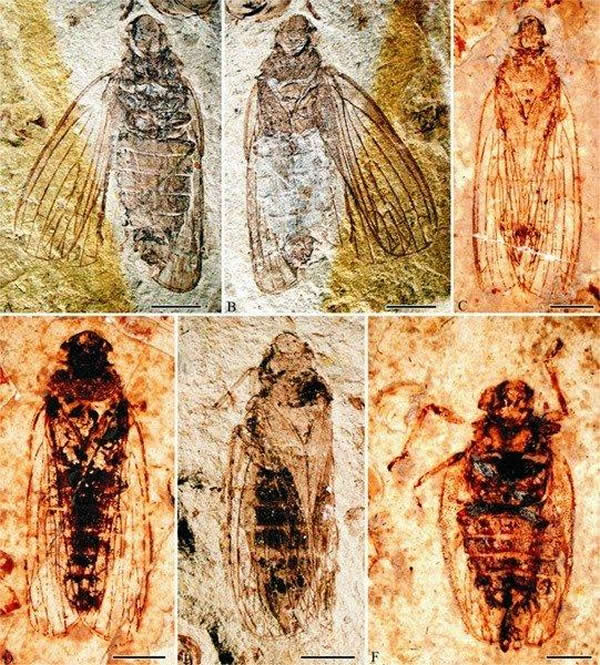 �������ʯ