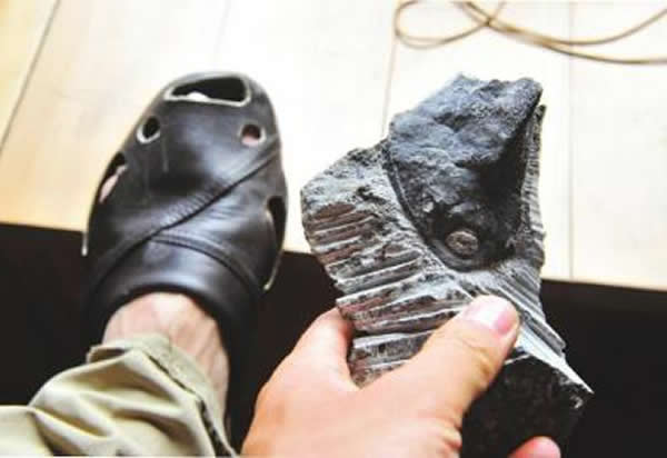 ��ʯ�������Ի�ʯԭ����Ƶ���Ь