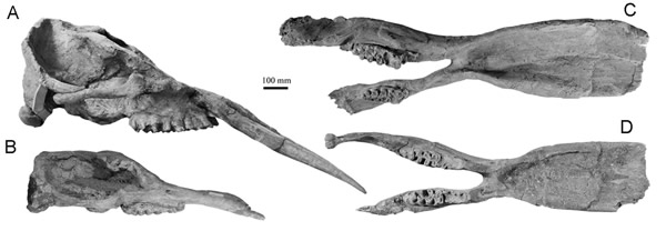 صĸϲPlatybelodon grangeri