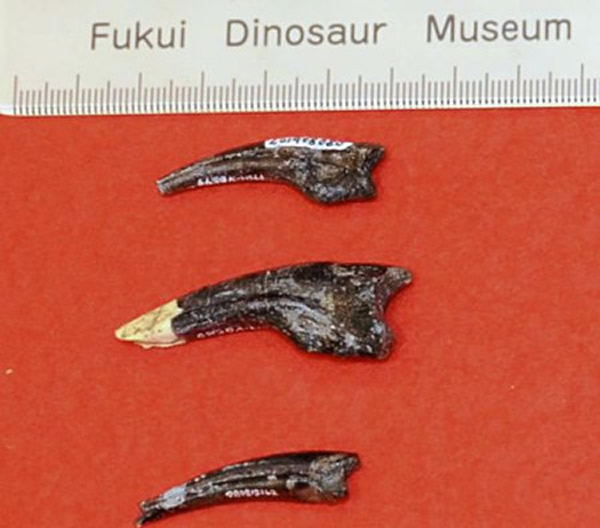 �ձ����֡��ܵ����Ŀ�������ʯ