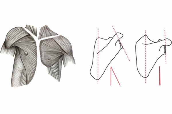 这两张图片显示黑猩猩(两幅图的左边)与人类(两幅图的右边)肩膀位置肌肉和骨骼的差异。