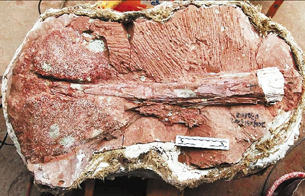 �㽭ʡ�����״γ�������ͷ�Ǻ�β����ʯ