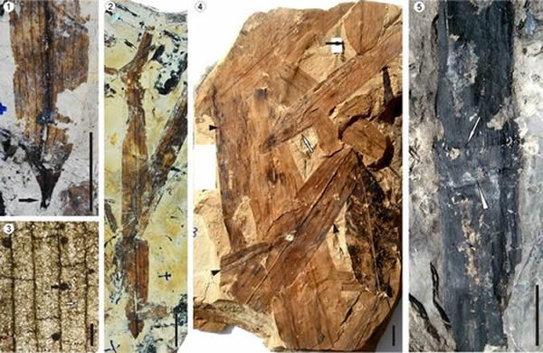 ���������ӻ�ʯ��1-3��Bambusium angustifolia��4��Bambusium latifolia��5��Bambusiculmus angustu