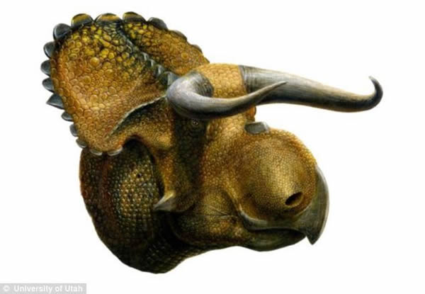 美国发现7600万年前新种恐龙化石——“大鼻角龙”