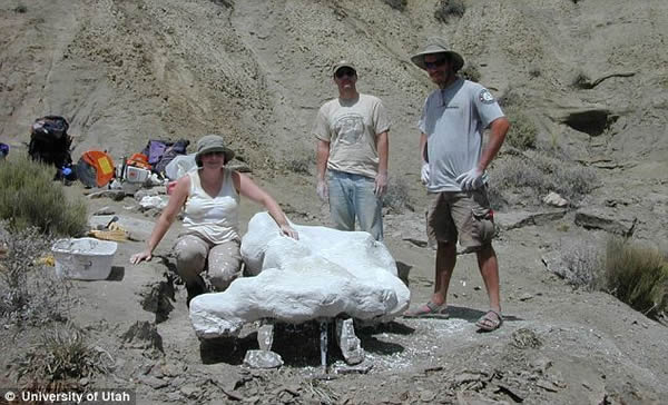 美国发现7600万年前新种恐龙化石——“大鼻角龙”