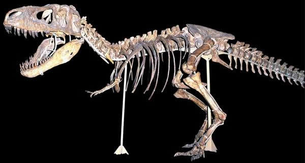 ����������Ѫ����