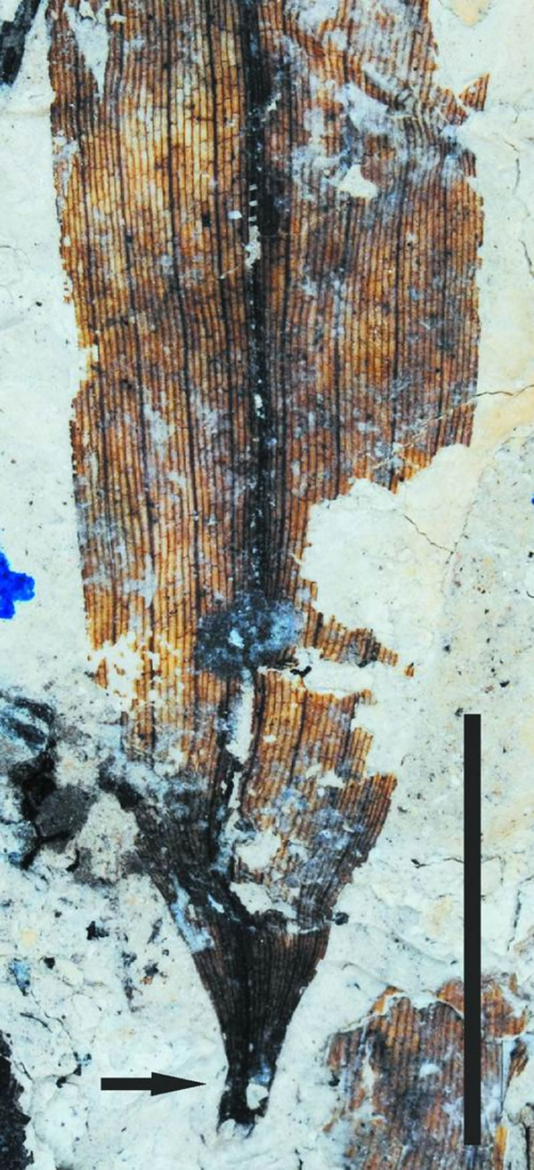 ��������խҶ��ʯ