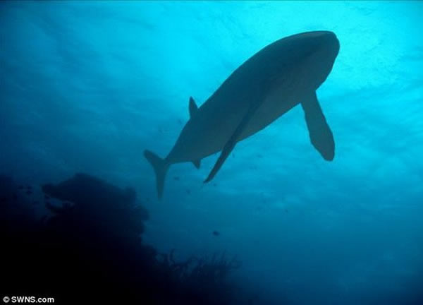 ѧ·٪޼ʱڴʯ֤ʵ㣬峤ɴﵽ15.85ף1.6ǰ