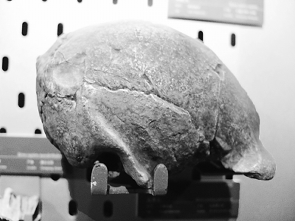北京人头盖骨模型最早的复制品