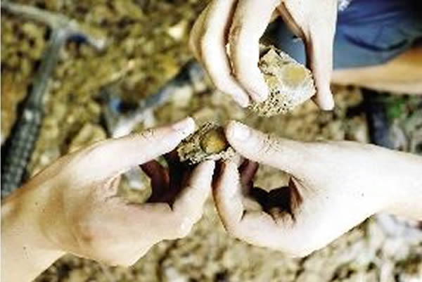 ̽�õ���ɽһ�����������ƻ�ʯ��