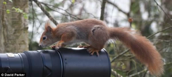 �о���Ա��Megaconus��ʯ�Ϸ�����ë���²���ë���࣬��Megaconus��ʯ��Ϊ�ڶ�����֪�Ĵ���ë����ǰ���鶯�ﻯʯ����Megaconus��ʯ�������о���