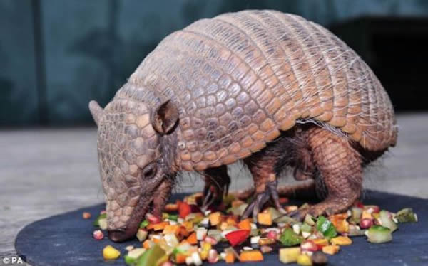 һֻ������Megaconus�Ĺ������������Ǻ��Ⱥ�צ�ӡ�������������ӵ�����ִ��������ƵĲ�̬��һ�ִ�ǰδ֪�Ĳ��鶯�ﲽ̬