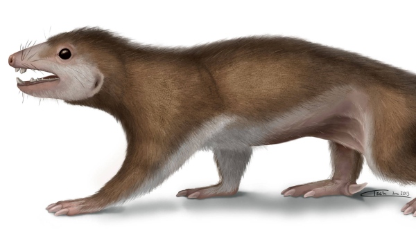 �������ξ޳��ޡ���Megaconus mammaliaformis����ԭͼ