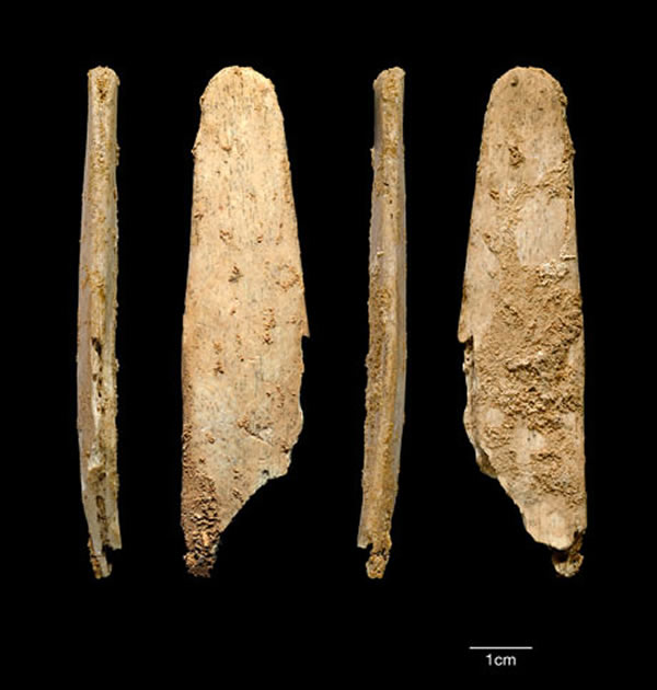 发现欧洲最古老的专用骨器 - 中国化石网