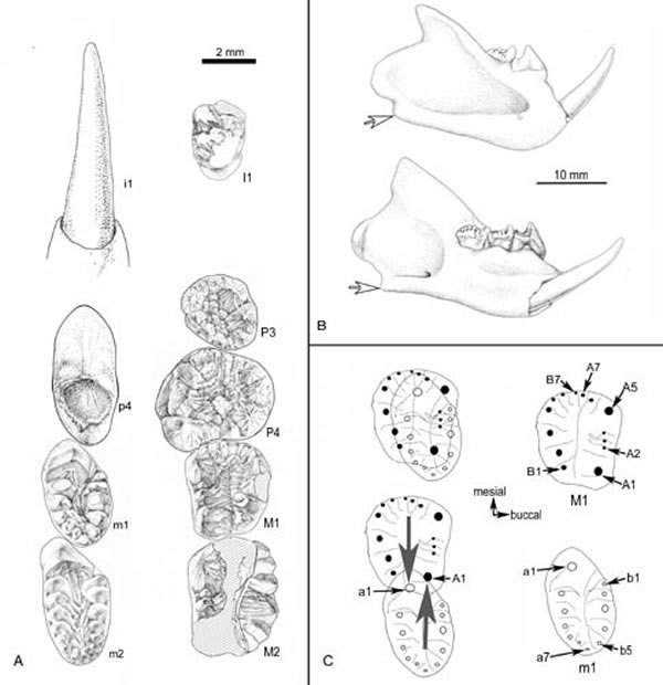 �������������ݡ���������ҧ�Ϲ�ϵͼ(��˳����ͼ)