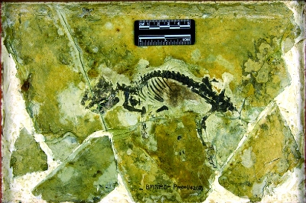 ���Ƴ��޻�ʯ���ɼ���ʯ����������������ɫ��λ������΢���¹۲쵽ë��ӡ�ۡ�