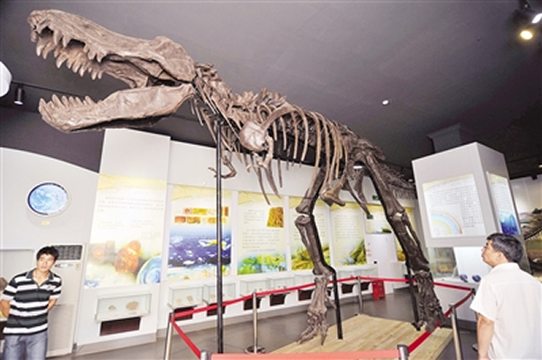 广西自然博物馆展出从加拿大阿尔伯塔自然历史博物馆引进的暴龙骨架模型