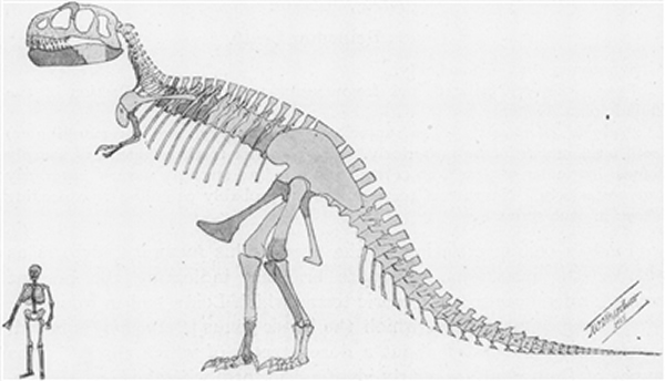 传统看法:根据最早的暴龙骨骼复原图显示,早期普遍认为暴龙应该是头高昂,尾低垂的直立姿态