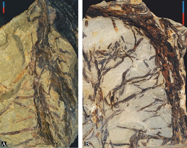 ��ǭ��֦��ͬ�����Ĳ������ֲ֦�ﻯʯ