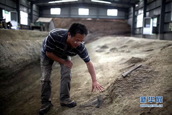 8月26日,在山东莱阳市南郊金岗口村东北的2号挖掘地点,中科院古脊椎动物与古人类研究所研究员、科考队队长汪筱林在介绍恐龙化石。