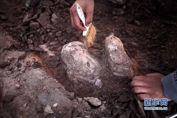 8月26日,在山东莱阳市南郊金岗口村东北的2号挖掘地点,一名科考队员用刷子清理恐龙化石。