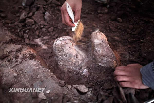 山东省莱阳市再次出土大量恐龙化石