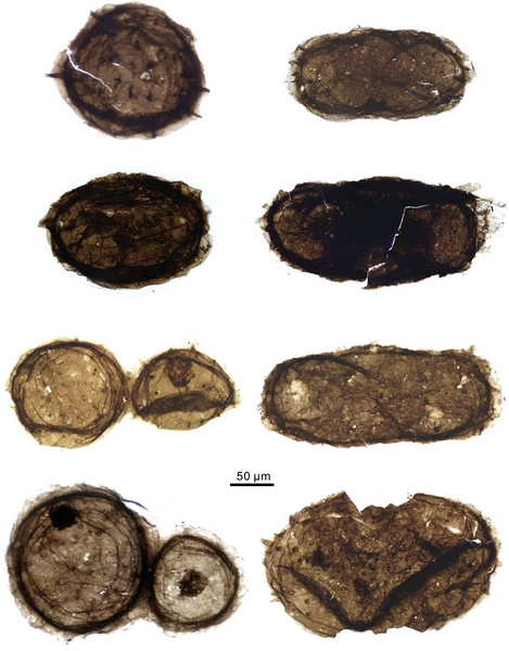Դ໯ʯTrachyhystrichosphaera