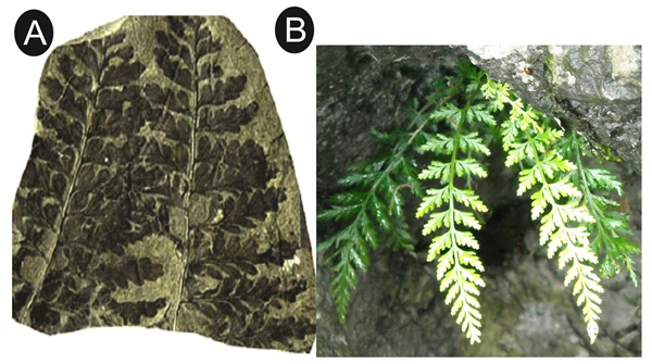 铁角蕨化石(A,引自尹殿奎等,2008)和现代类群代表(B, 北京铁角蕨,采自贵州梵净山)