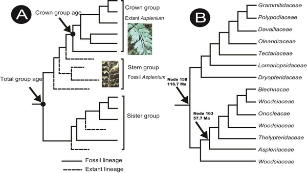 铁角蕨植物系统演化树